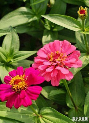 漫山遍野的魚尾菊