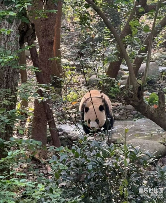 【Galaxy影像】#秋韻 看熊貓