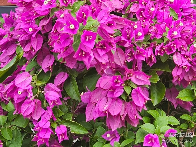 【城市溫度】國慶前的鮮花