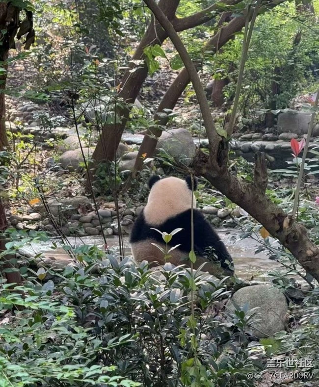 【Galaxy影像】#秋韻 看熊貓