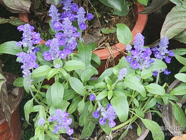 【城市溫度】國慶前的鮮花