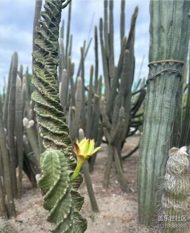 【Galaxy影像】#秋韻 打卡植物園