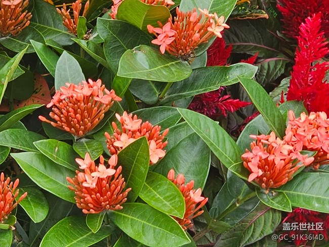 【城市溫度】國慶前的鮮花