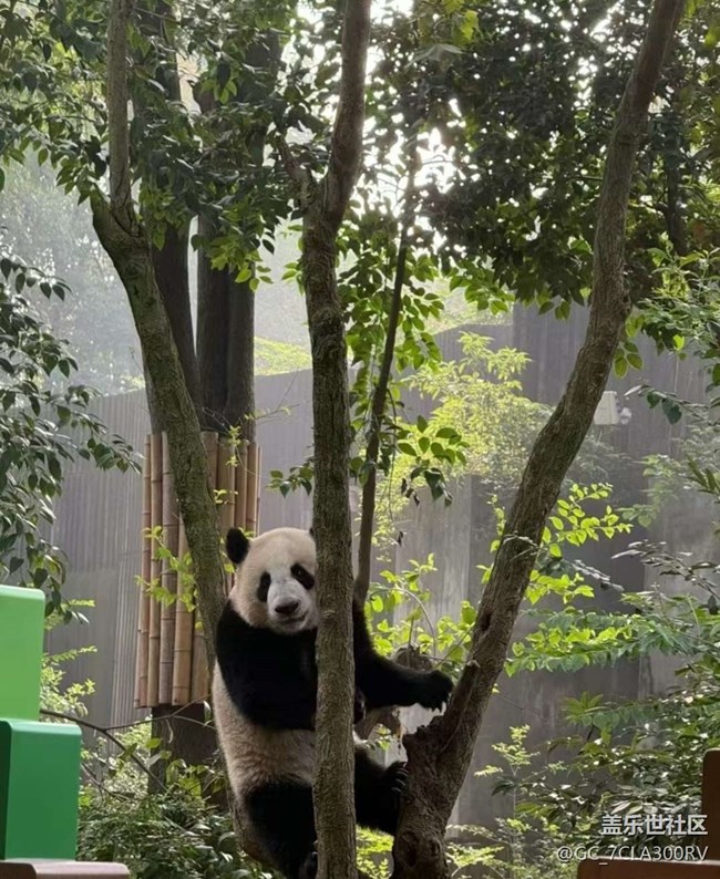 【Galaxy影像】#秋韻 看熊貓