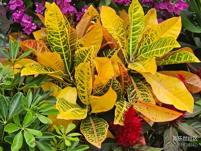 【城市溫度】國慶前的鮮花