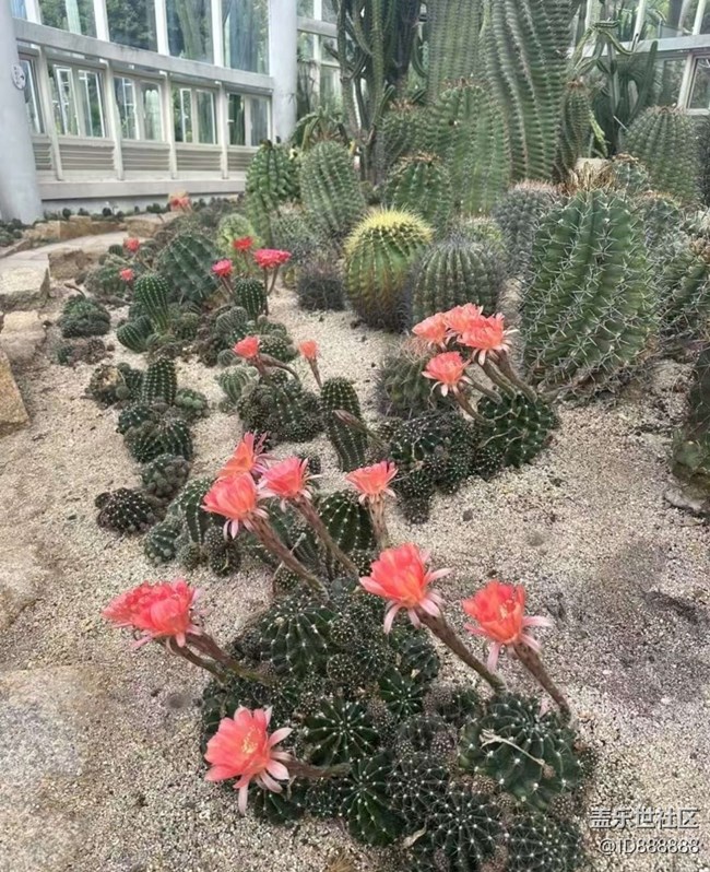 【Galaxy影像】#秋韻 打卡植物園