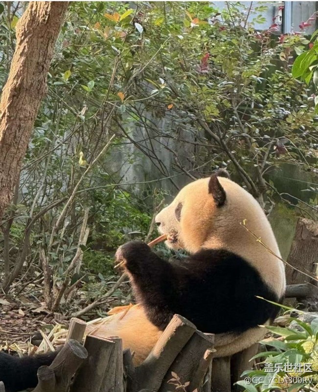 【Galaxy影像】#秋韻 看熊貓