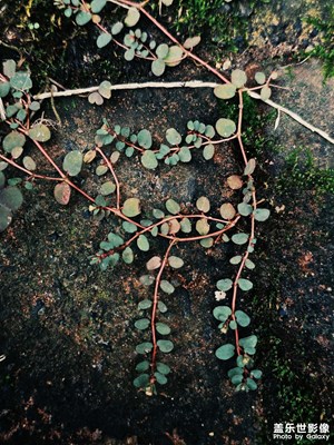 【步履間的風(fēng)景】+隨處逛逛