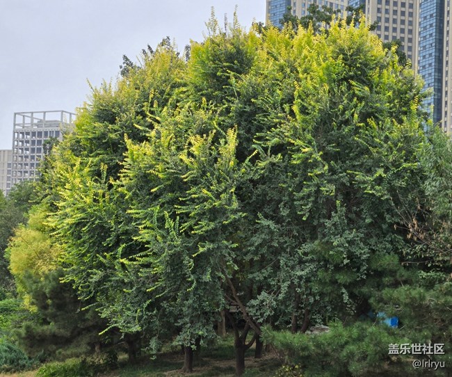 【初秋】靜謐秋晨