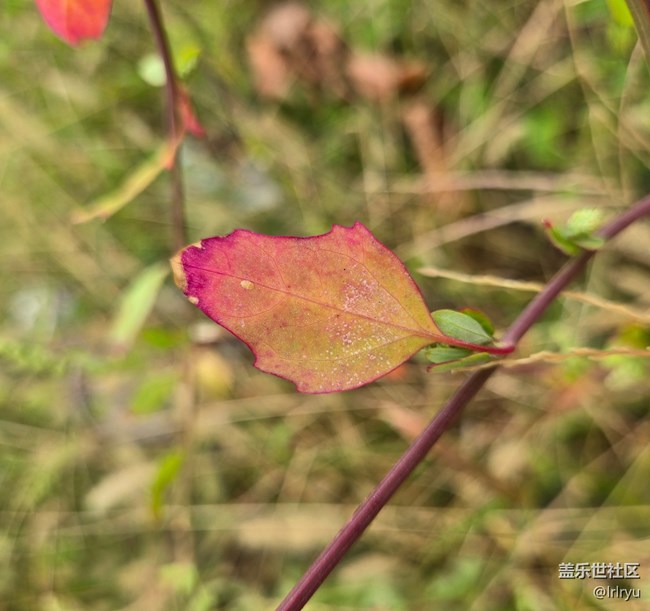【初秋】秋日小記