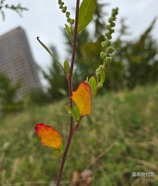 【初秋】秋日小記