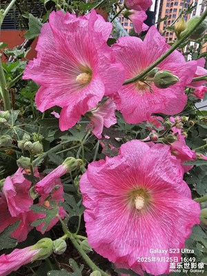 【步履間的風(fēng)景】+秋日鮮花??