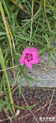 故事里的小紅花，從來都是最美