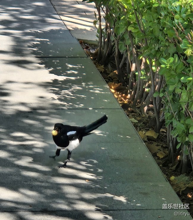 【初秋】秋日小記