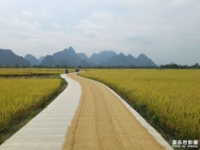 【步履間的風(fēng)景】金黃稻徑繞山田