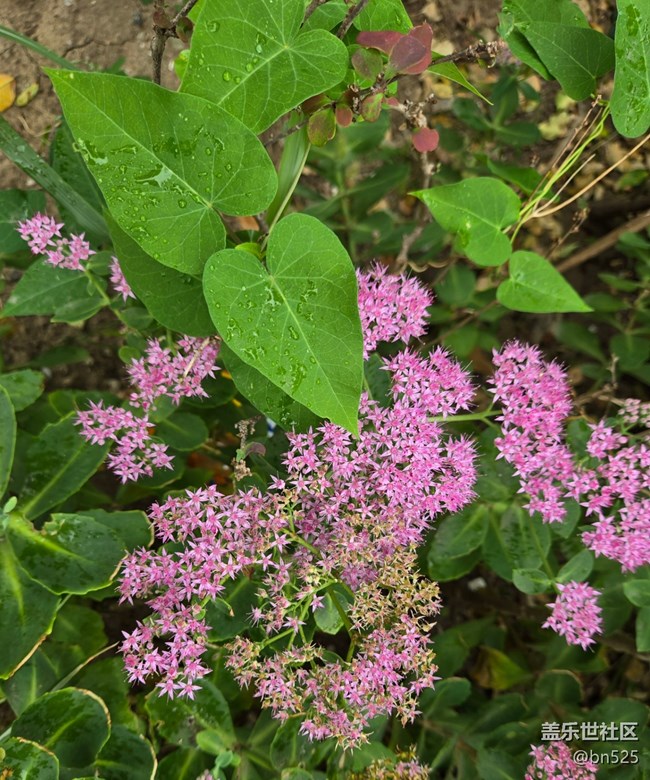 【Galaxy影像】#秋韻