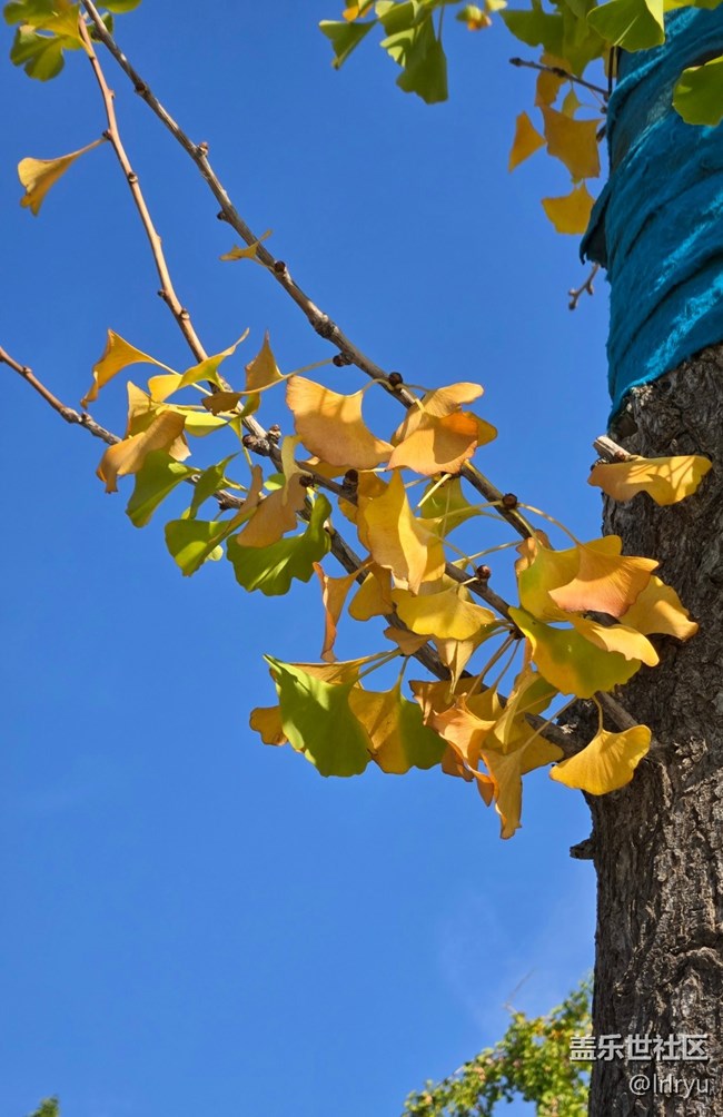 【初秋】秋日小記