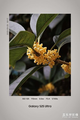 桂花兒黃滿園香