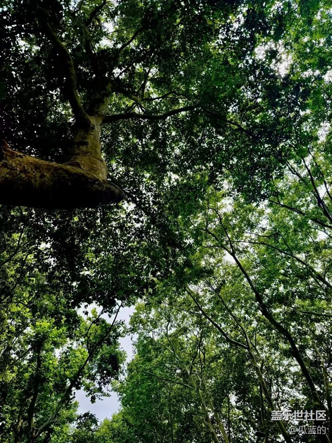 【Galaxy影像】#秋韻 游西湖