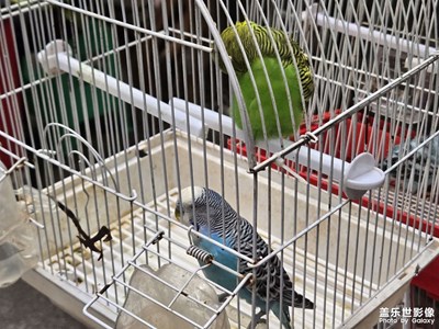 【步履間的風(fēng)景】+可愛動(dòng)物