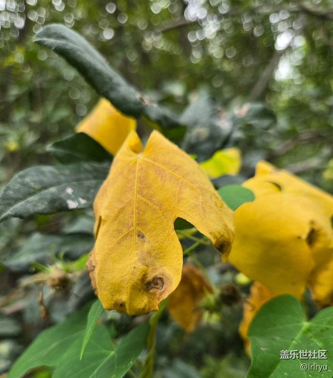 【Galaxy影像】#秋韻