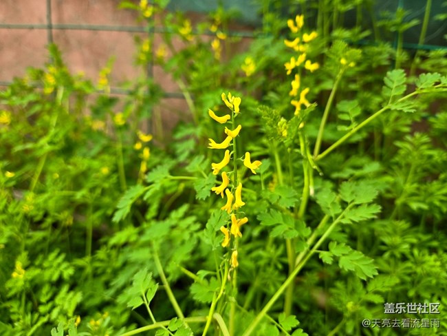 【被遺忘的角落】鄉(xiāng)村老家門前