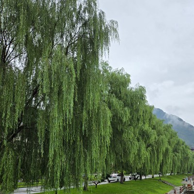 【步履間的風(fēng)景】+感受自然