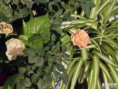 【步履間的風(fēng)景】+跟著步伐看風(fēng)景