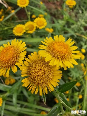 【步履間的風(fēng)景】小花