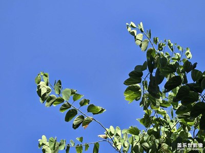 【步履間的風(fēng)景】+綠葉