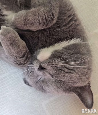 【步履間的風(fēng)景】家有萌寵