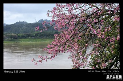 漫步湖畔，見繁花似錦，自然之美，令人陶醉。