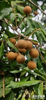 【節(jié)日里的影像】四川百年桂圓林