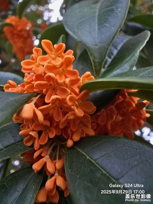 【節(jié)日里的影像】+假日桂花香