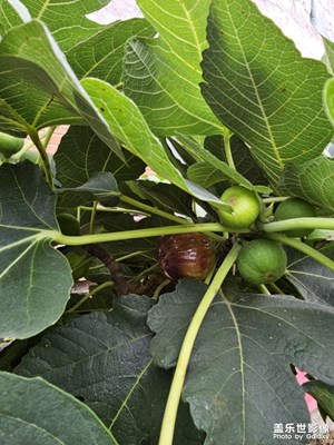 【節(jié)日里的影像】+假日回老家摘無(wú)花果