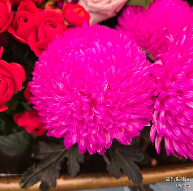 【我與蓋樂世社區(qū)】記錄美好