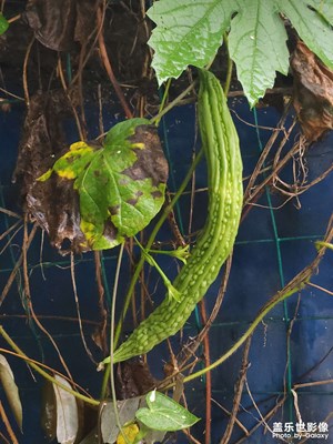 雨綿綿，多枯涼。