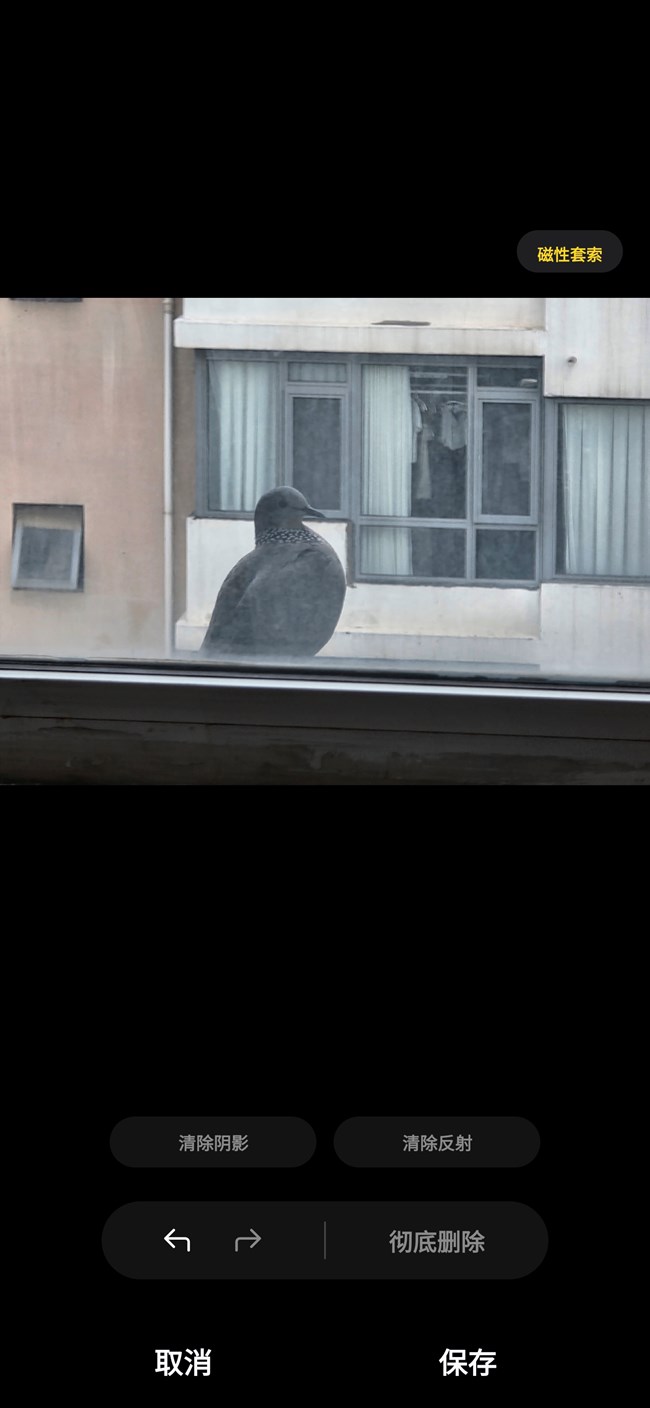 【生活微光】陽臺外的野鴿子