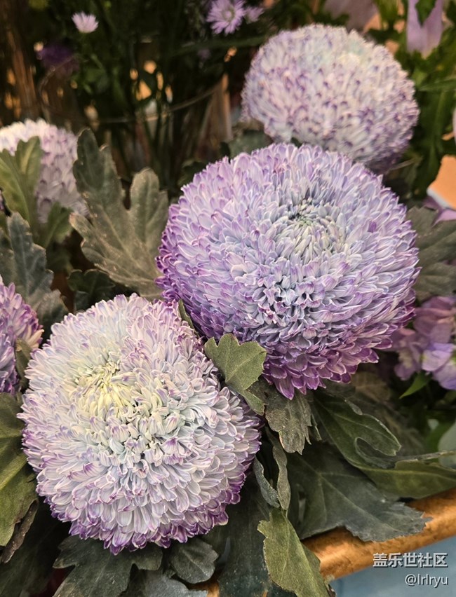 【我與蓋樂世社區(qū)】記錄美好