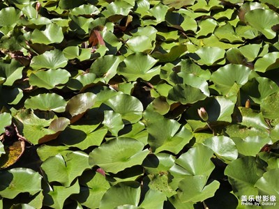 【節(jié)日里的影像】+捕捉最美瞬間