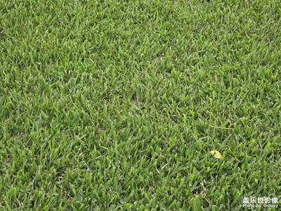 【節(jié)日里的影像】+燦爛的陽光