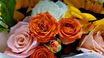 【節(jié)日里的影像】+美麗的瞬間