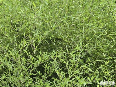 【節(jié)日里的影像】+翠綠色