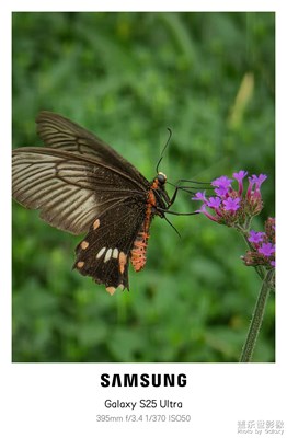 【節(jié)日里的影像】+堤上花