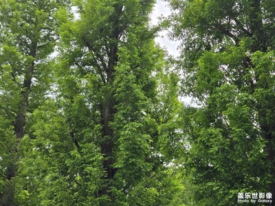 【節(jié)日里的影像】+生命的活力