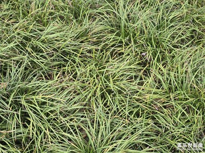 【節(jié)日里的影像】+生命力量