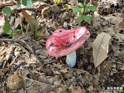 【節(jié)日里的影像】+秋天的果實