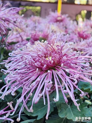 【節(jié)日里的影像】菊花盛開的季節(jié)