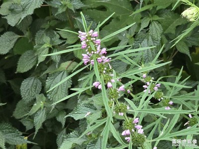 【節(jié)日里的影像】+綠意盎然