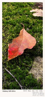 【我的視界】綠意盎然總養(yǎng)眼